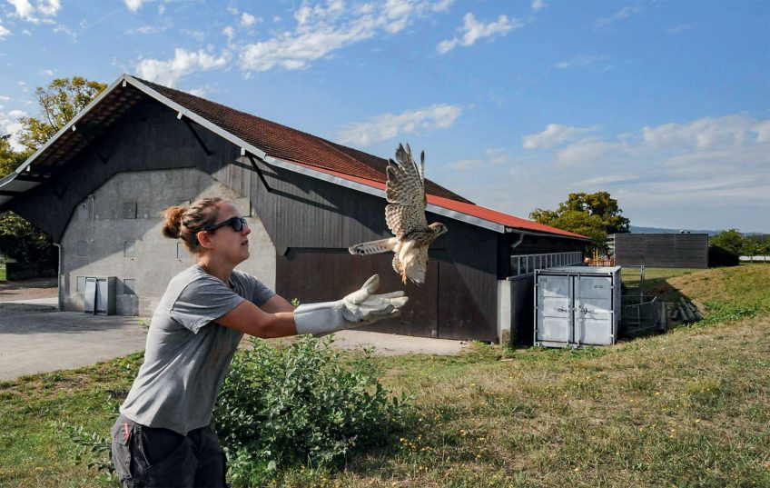 Ce centre de soin suisse réapprend aux oiseaux à voler