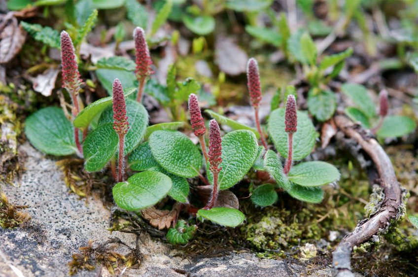 Saule réticulé 16 animaux et plantes du froid menacés par le réchauffement climatique