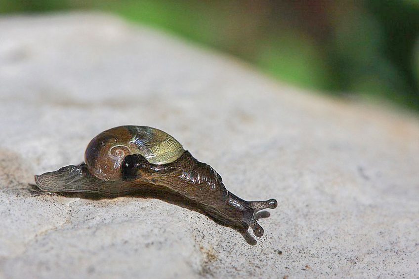 Semilimace recouverte 16 animaux et plantes du froid menacés par le réchauffement climatique