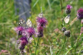 © Jean-Philippe Paul