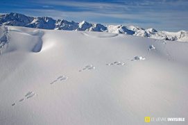 Traces de lièvre variable dans la poudreuse / © Olivier Born Traces de lièvre variable dans la poudreuse / © Olivier Born