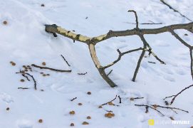 Crottes et écorçages de lièvre variable / © Olivier Born Crottes et écorçages de lièvre variable / © Olivier Born