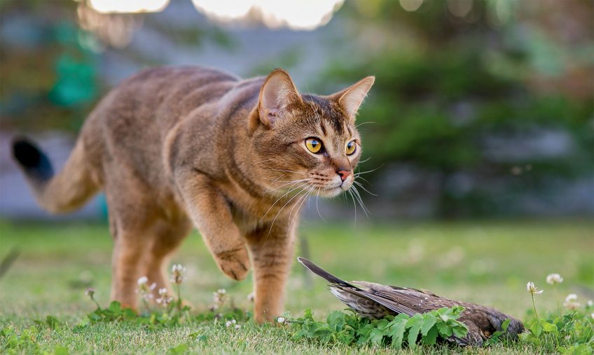 Chat qui a tué un oiseau