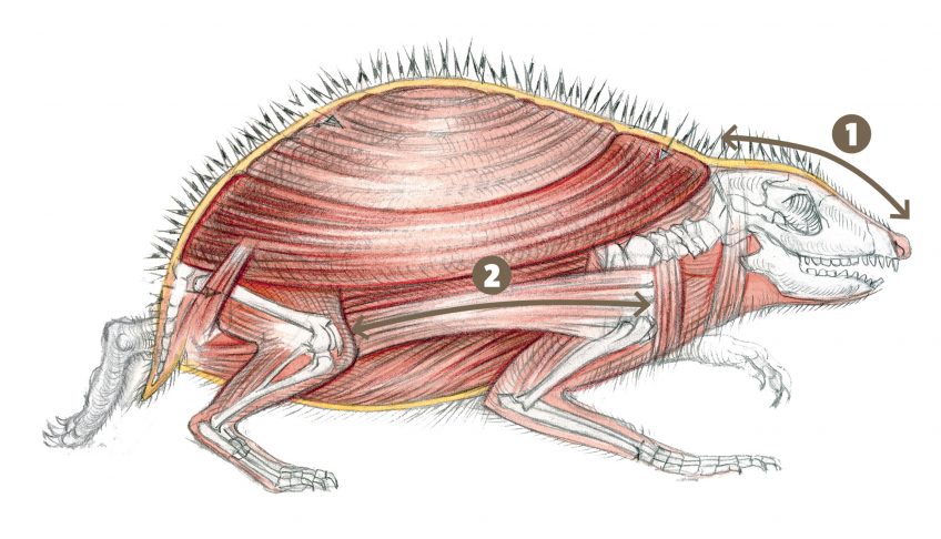 Comment le hérisson se transforme-t-il en boule de piquants ?