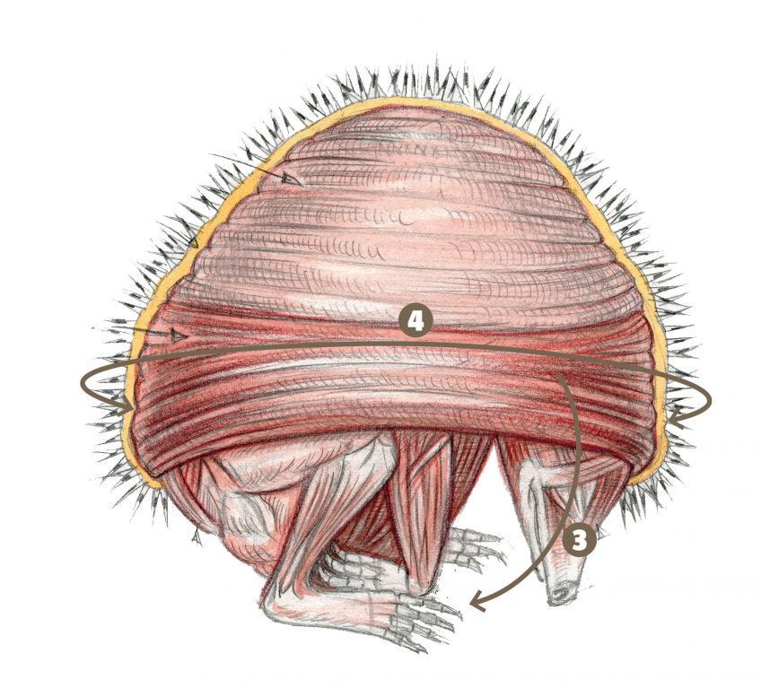 Comment le hérisson se transforme-t-il en boule de piquants ?