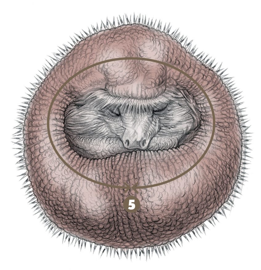 Comment le hérisson se transforme-t-il en boule de piquants ?
