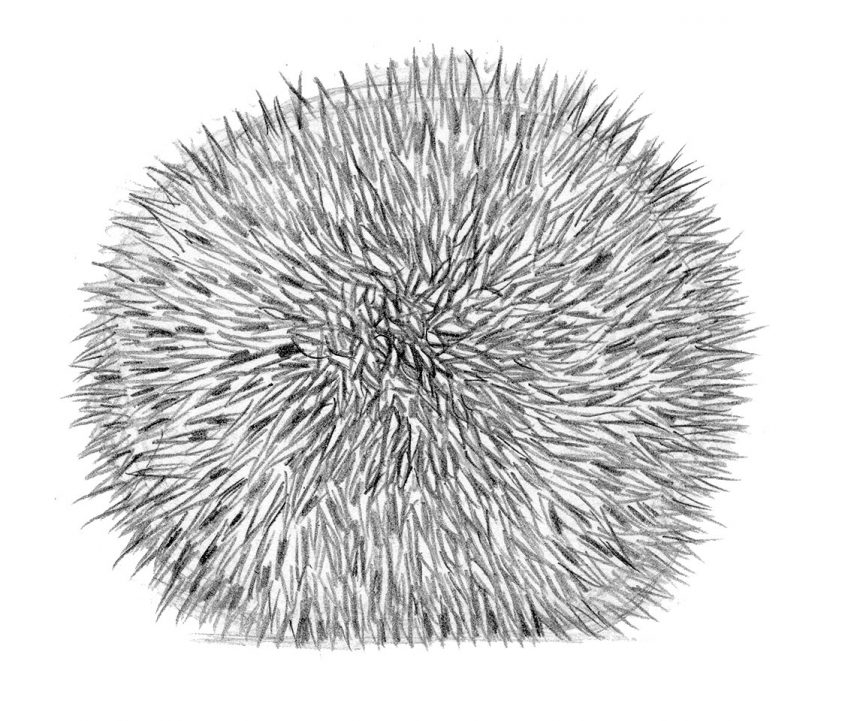Comment le hérisson se transforme-t-il en boule de piquants ?