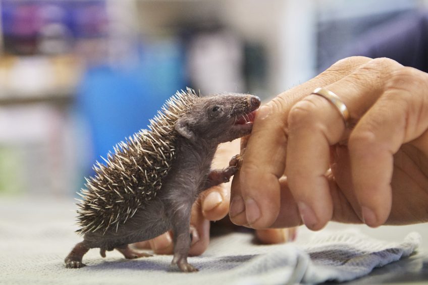Jeune hérisson en soin au Centre Athénas