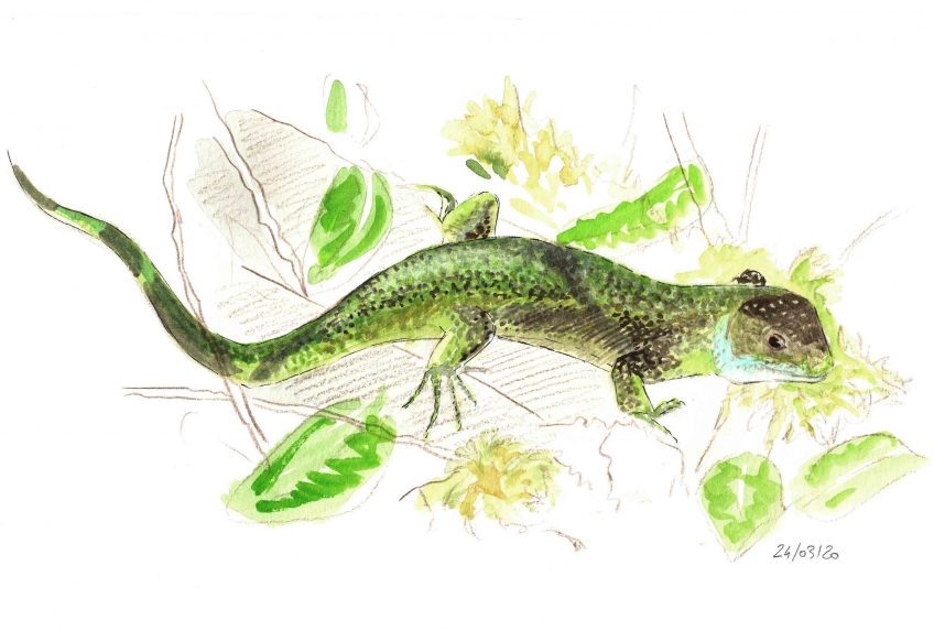 Le message du lézard - La Salamandre