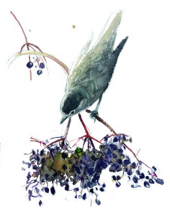 Plantez un sureau, véritable arbuste couteau suisse