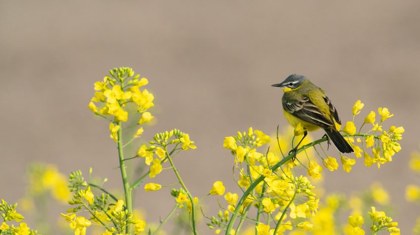 Bergeronnette printanière
