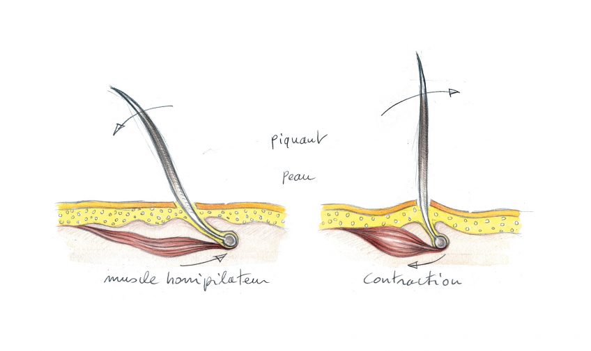 Comment le hérisson se transforme-t-il en boule de piquants ?