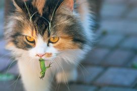 © MAKSYMENKO NATALIiA