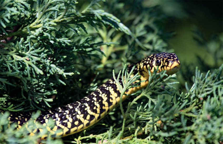 Une association vous apprend à vivre avec un serpent dans le jardin