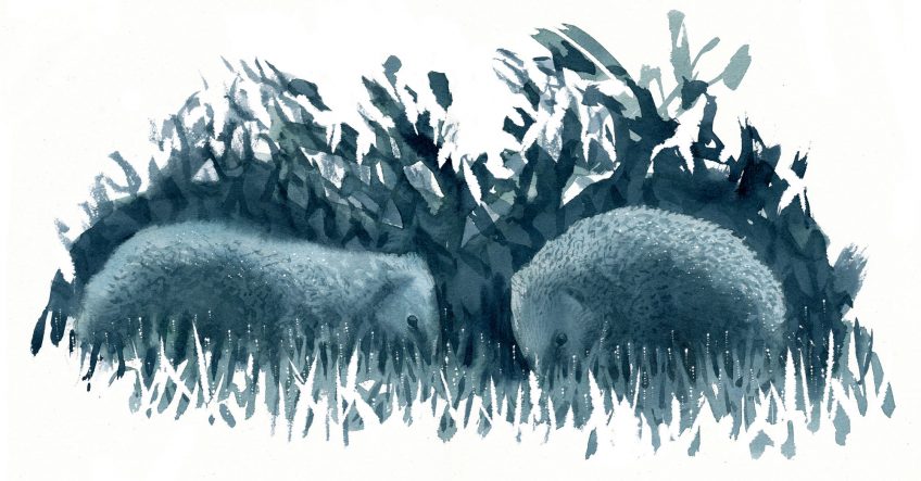 Une année avec des hérissons au jardin, un feuilleton en dessin