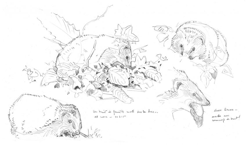 Une année avec des hérissons au jardin, un feuilleton en dessin