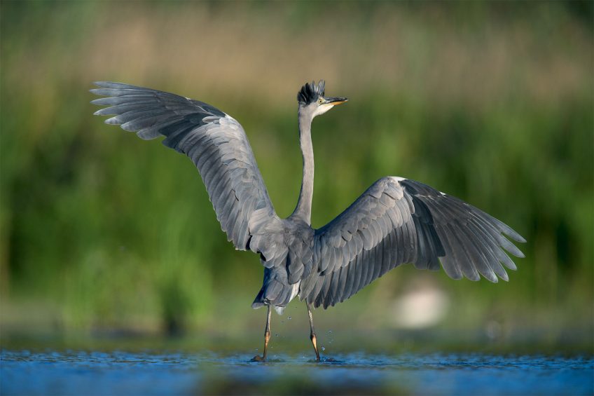 Héron cendré Réveil avec les oiseaux à l’étang des Landes dans la Creuse