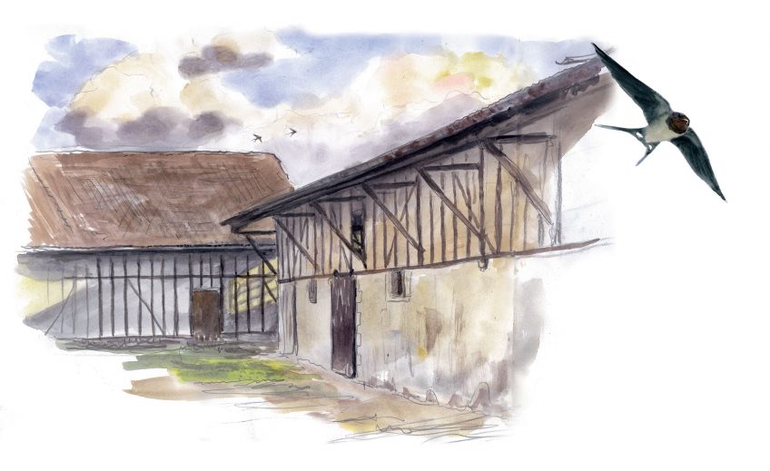 Hirondelles : le jour où elles ne sont pas revenues - récit en dessin