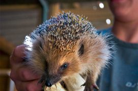 © Patrizia Wyss / Alamy