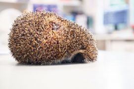 © Photoreportage : Corinne Aeberhard