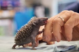 © Photoreportage : Corinne Aeberhard