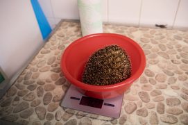 © Photoreportage : Corinne Aeberhard