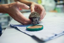 © Photoreportage : Corinne Aeberhard