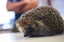 © Photoreportage : Corinne Aeberhard