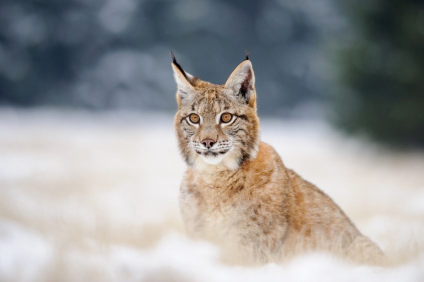 Comment photographier le lynx ?
