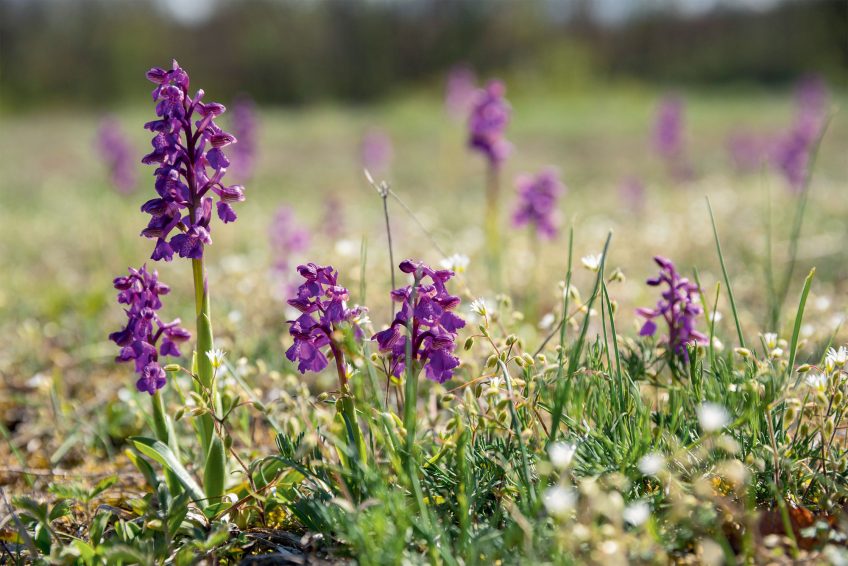 Orchis bouffons A la découverte d'un coin de Provence en Suisse au sarraz