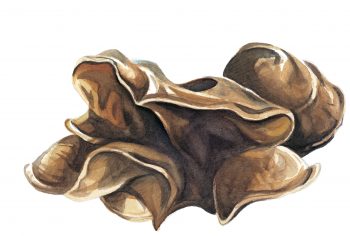 Plantez un sureau, véritable arbuste couteau suisse