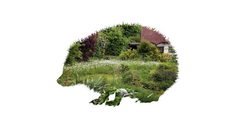 Un jardin parfait pour le hérisson en 8 conseils