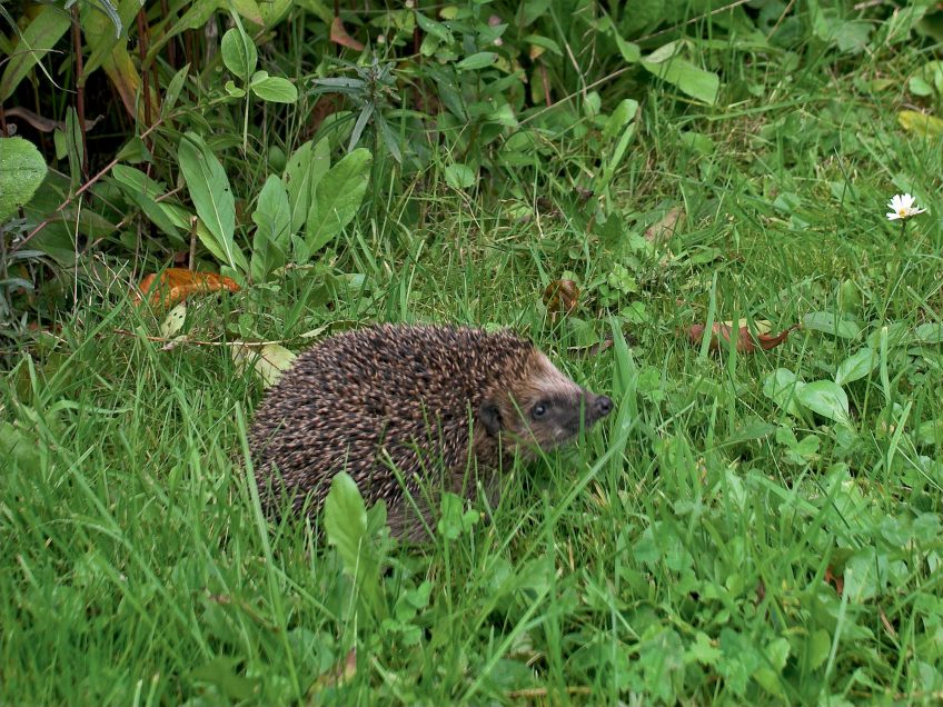 Un jardin parfait pour le hérisson en 8 conseils