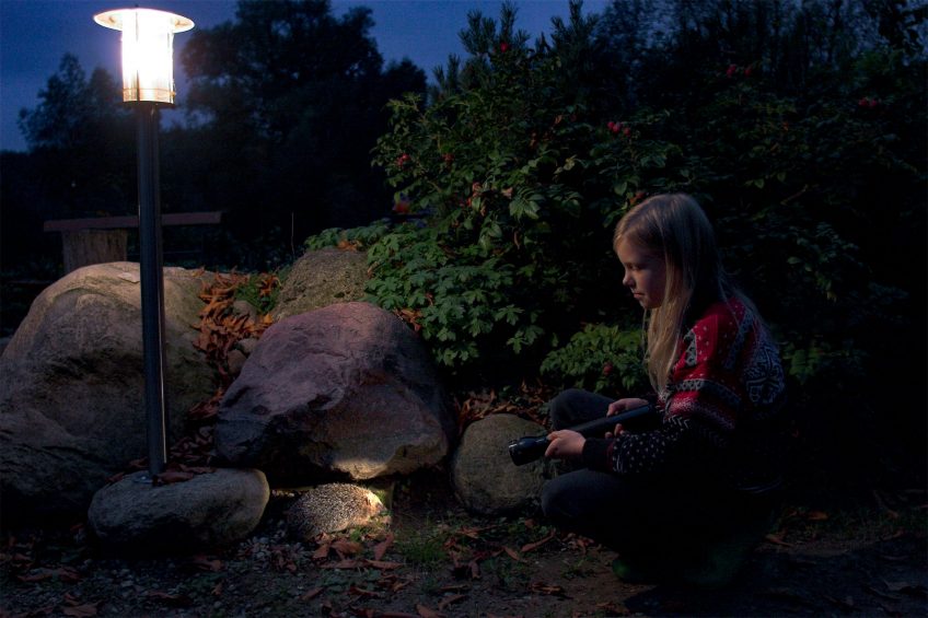 Un jardin parfait pour le hérisson en 8 conseils