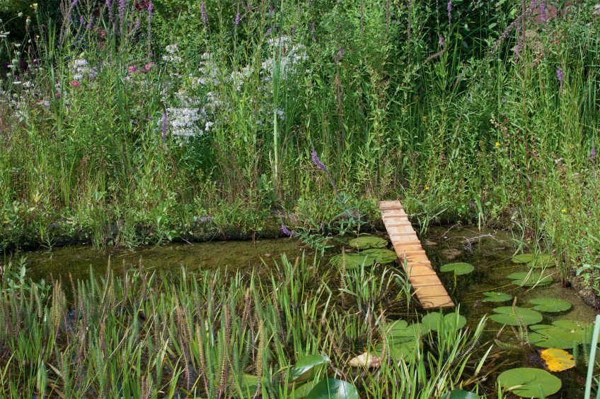 Un jardin parfait pour le hérisson en 8 conseils