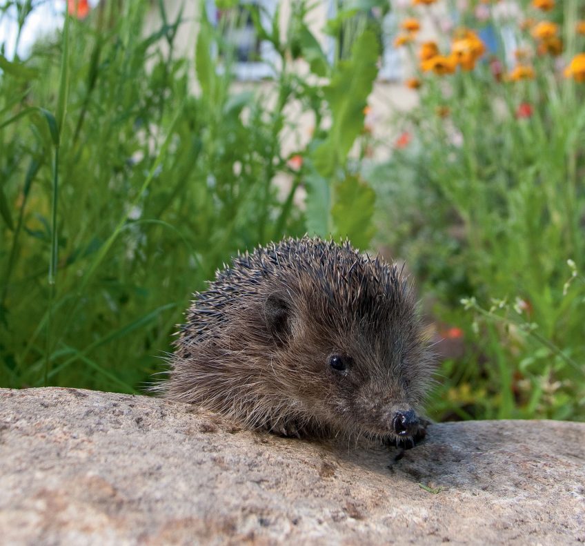 Un jardin parfait pour le hérisson en 8 conseils