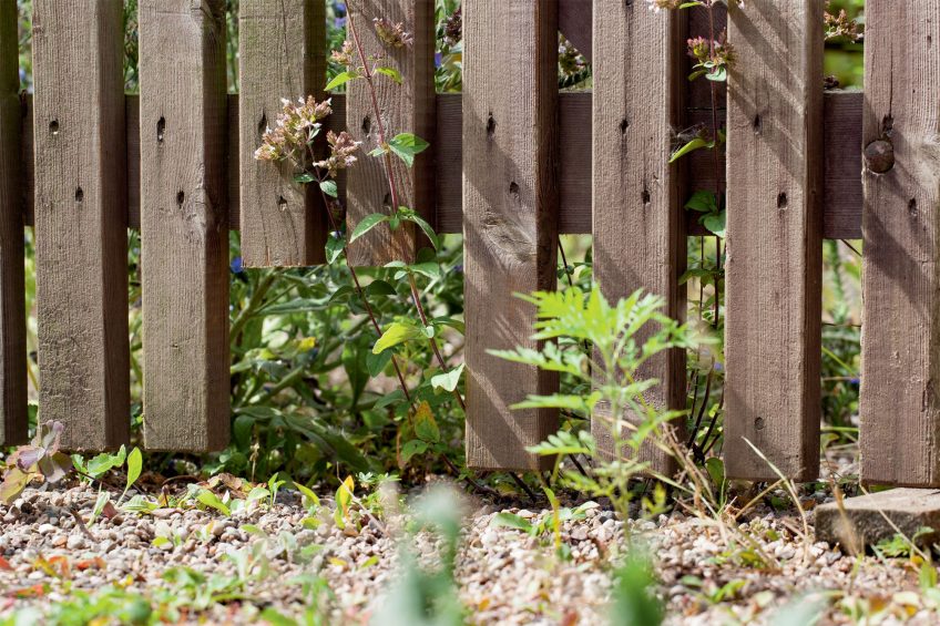 Un jardin parfait pour le hérisson en 8 conseils