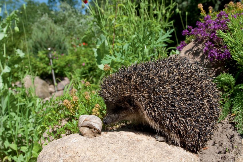 Un jardin parfait pour le hérisson en 8 conseils