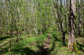 Sentier bordé de chênes et de charmes de quelques dizaines d’années / © Benoît Renevey