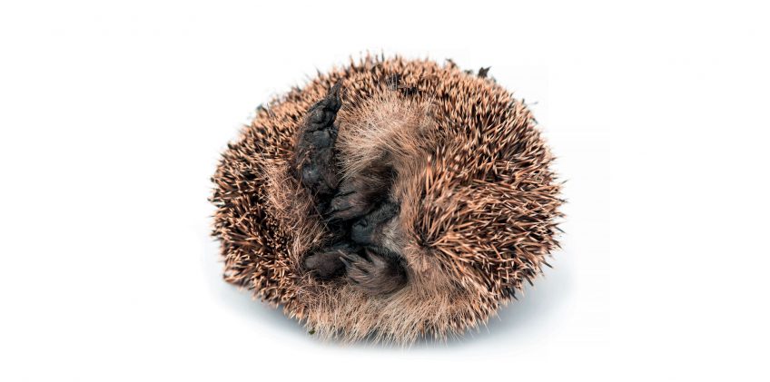 Quelles menaces pèsent sur le hérisson d'Europe ?