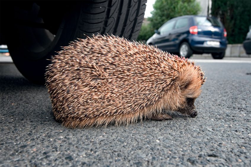 Quelles menaces pèsent sur le hérisson d'Europe ?