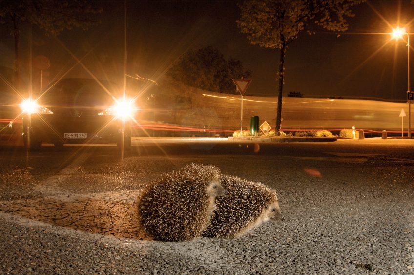 Quelles menaces pèsent sur le hérisson d'Europe ?
