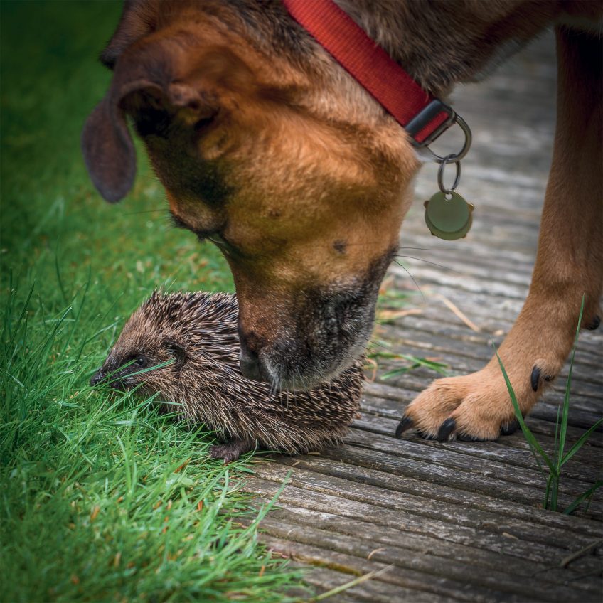 Quelles menaces pèsent sur le hérisson d'Europe ?