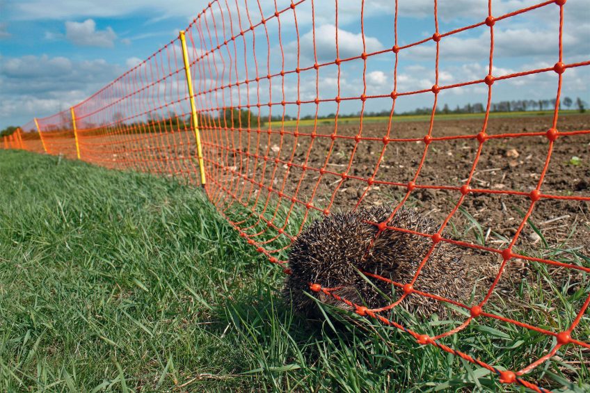 Quelles menaces pèsent sur le hérisson d'Europe ?