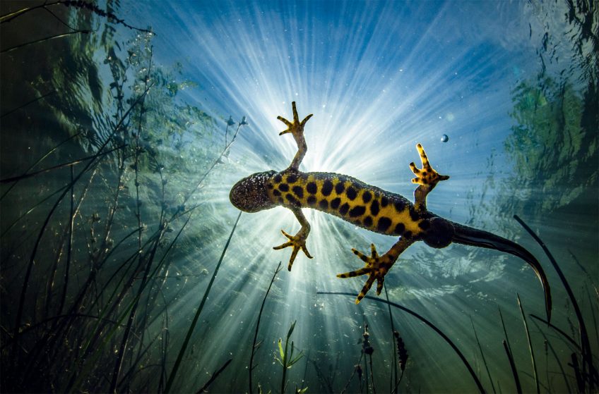 Plongeon en photo avec les tritons, les dragons de la mare