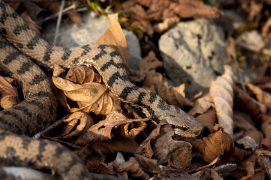 Vipère aspic / © Benoît Renevey
