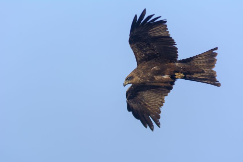 Les milans noirs sont de retour