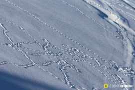 Traces de tétras lyres dans la neige / © Olivier Born  Traces de tétras lyres dans la neige / © Olivier Born