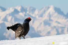 Mâle de tétras lyre en parade / © Olivier Born Mâle de tétras lyre en parade / © Olivier Born