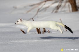 Hermine en pelage hivernal / © Olivier Born Hermine en pelage hivernal / © Olivier Born